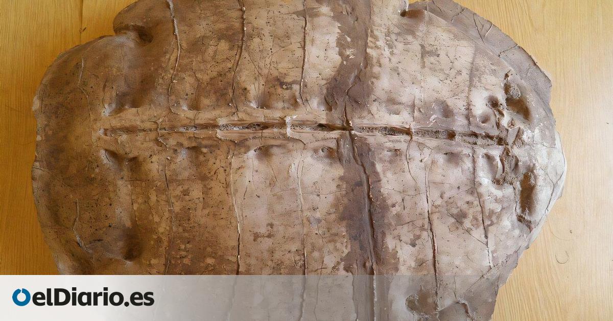 Un fósil hallado en Siria revela una nueva especie de tortuga marina de hace 50 millones de años