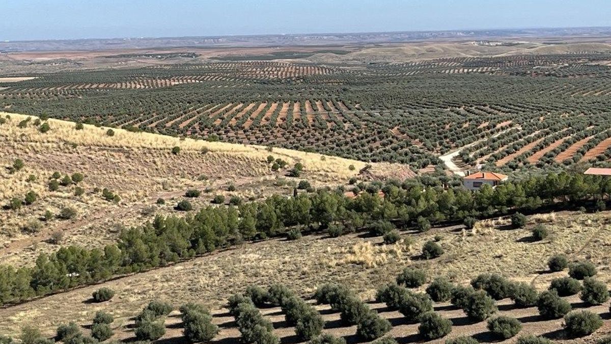 El PSOE de Mora, en Toledo, pide al Gobierno de Page evitar expropiaciones por mantener una vía pecuaria