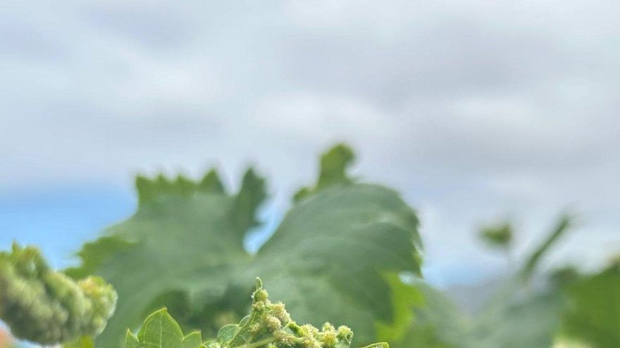El Gobierno canario crea un comité científico para analizar la plaga de filoxera y elaborar un plan vitivinícola