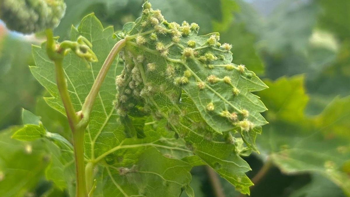 El Gobierno canario crea un comité científico para analizar la plaga de filoxera y elaborar un plan vitivinícola