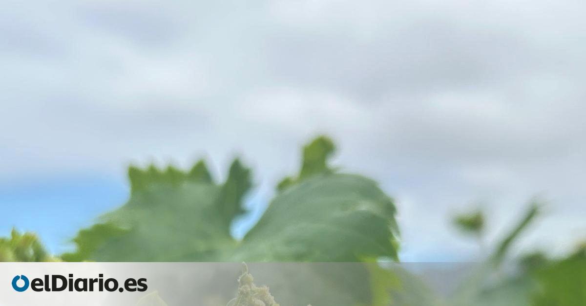 El Gobierno canario crea un comité científico para analizar la plaga de filoxera y elaborar un plan vitivinícola