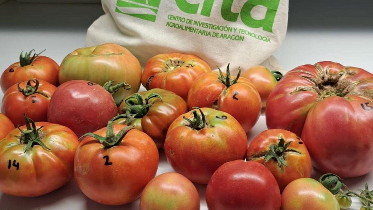 El CITA conserva más de 4.000 muestras de tomate, 433 de ellas aragonesas, para impulsar su recuperación