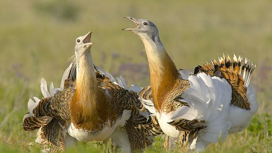 Confirmadas 4 zonas de Castilla-La Mancha como nuevas Áreas Importantes para la Conservación de las Aves y la Biodiversidad