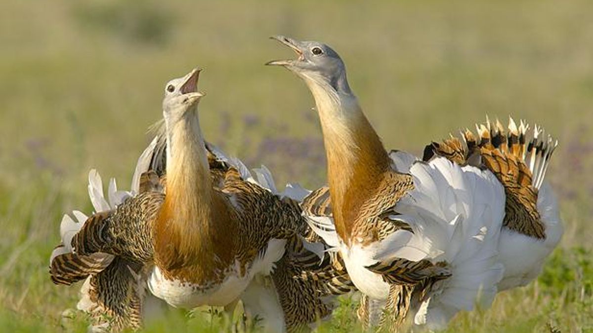 Confirmadas 4 zonas de Castilla-La Mancha como nuevas Áreas Importantes para la Conservación de las Aves y la Biodiversidad