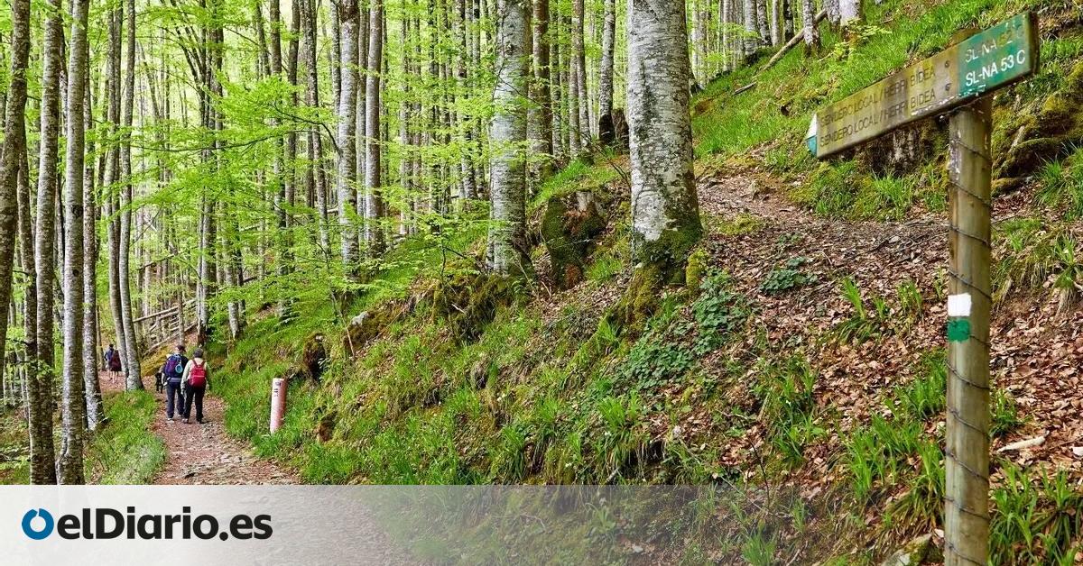Un sendero corto y sencillo para despertar los sentidos en el corazón de la Selva de Irati