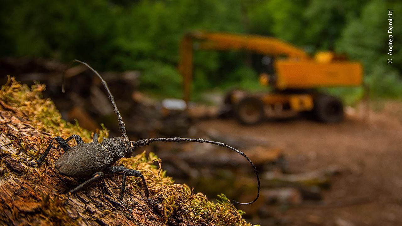 'Después de la destrucción', Premio 15 a 17 años