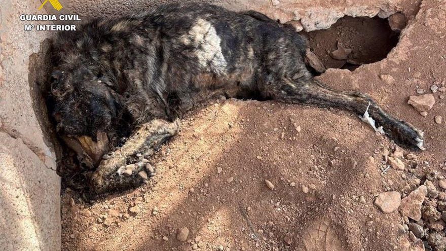 Investigated for having the corpses of three mummified dogs in a kennel in Fuerteventura