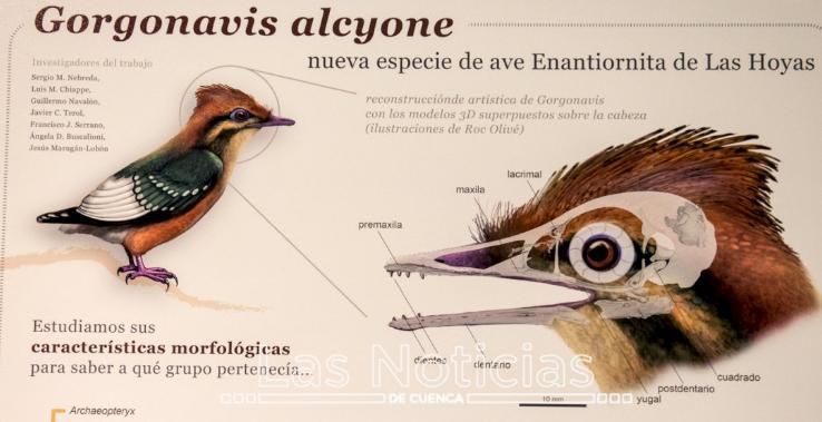 Ficha de la nueva especie