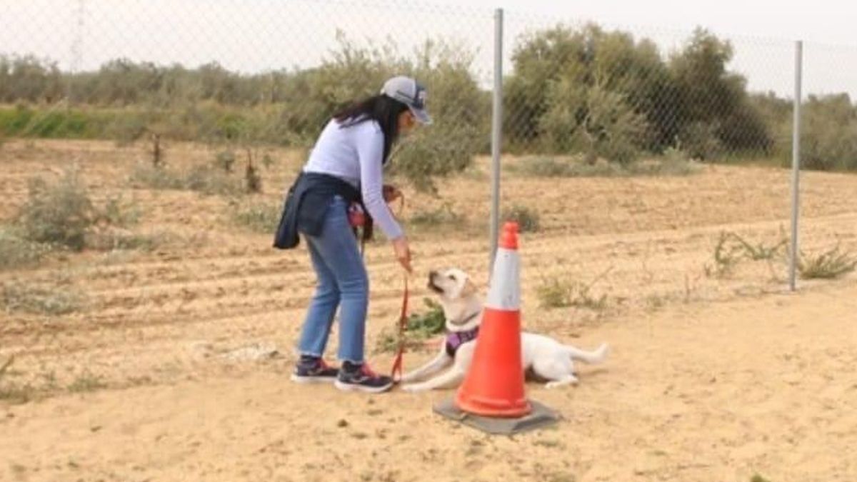 Nuevo capítulo en la "agonía" de Carmen, forzada a trabajar pese a que la Junta acredita un 70% de discapacidad