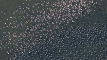 Doñana crece 14.000 hectáreas cercada por las amenazas