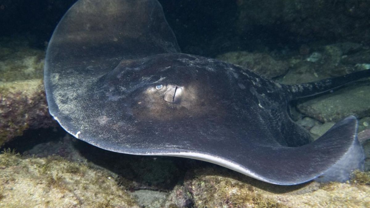 Tejer redes para proteger a las rayas y los tiburones de Canarias: ''Lo que tenemos aquí es maravilloso''