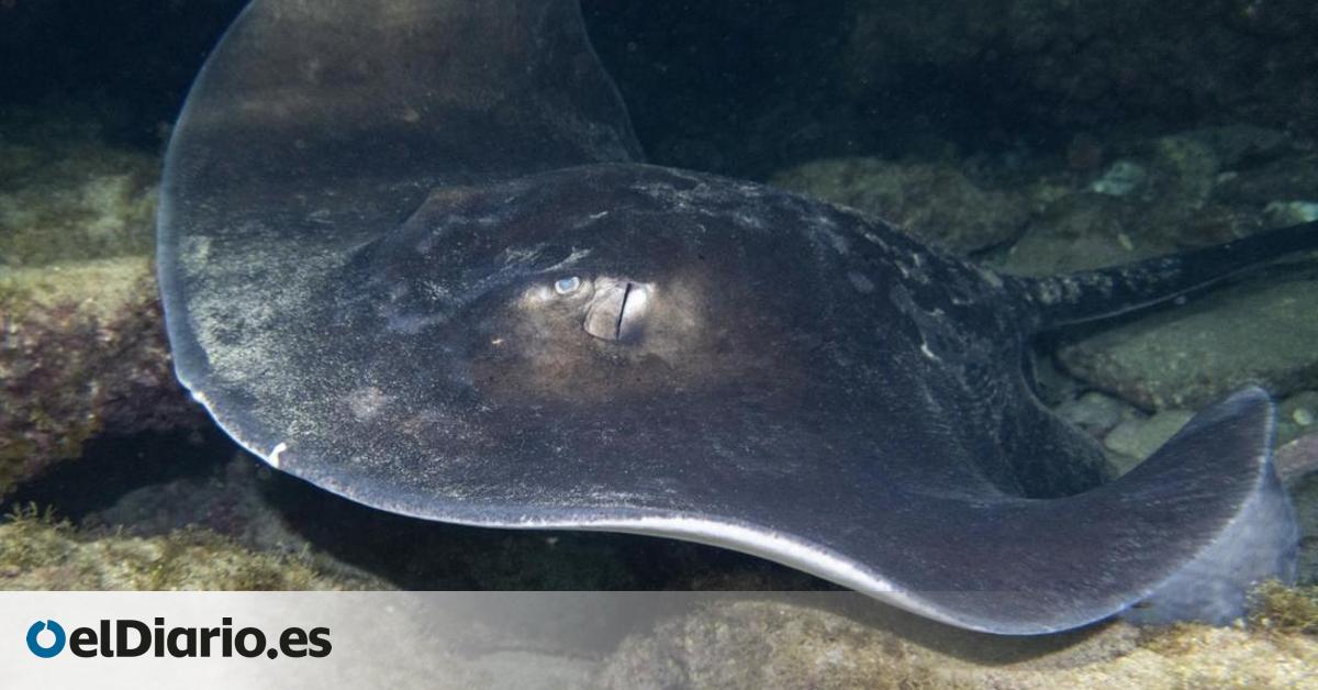 Tejer redes para proteger a las rayas y los tiburones de Canarias:   Lo que tenemos aquí es maravilloso  