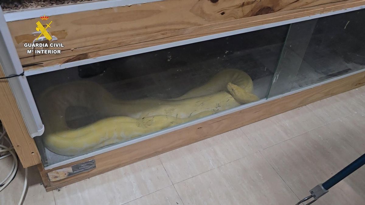 La mordedura de cobra india que descubrió un zoo de animales peligrosos en un piso de Roquetas de Mar