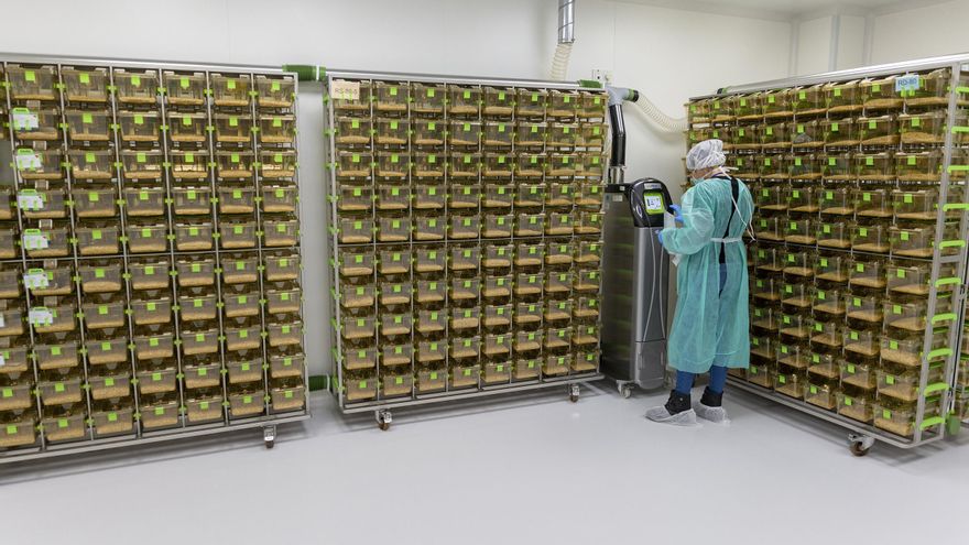 Nuevo Animalario de la Universidad vasca: 2.700 ratones para buscar cura al Alzheimer, el Parkinson o la ELA