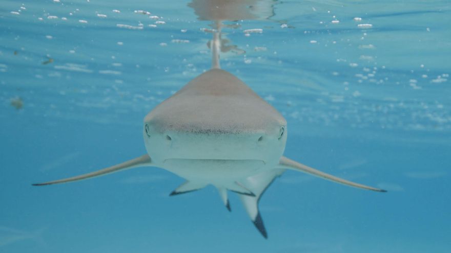 Los tiburones tienen el cuerpo blindado: la ciencia revela por qué es casi imposible dañarlos y cómo se puede aprovechar