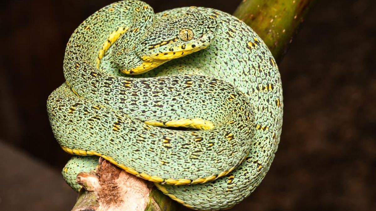 Los investigadores del Instituto Peruano de Herpetología recorren lugares poco explorados en Perú. Foto: cortesía James W. Ttito