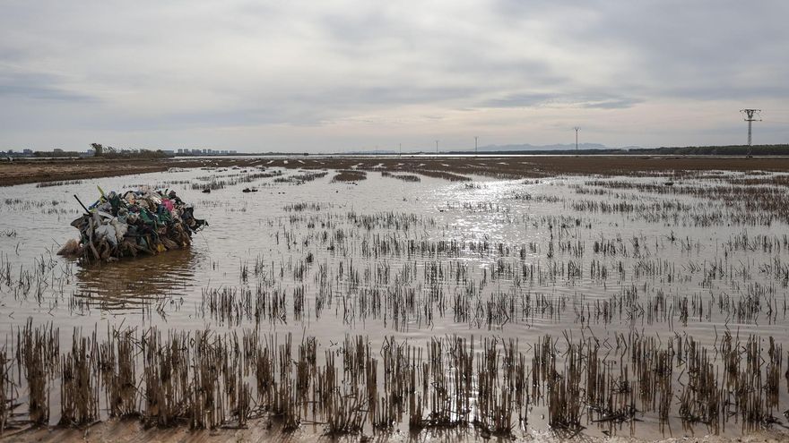 La contaminación microbiológica en l'Albufera de València tras la dana es "muy moderada"