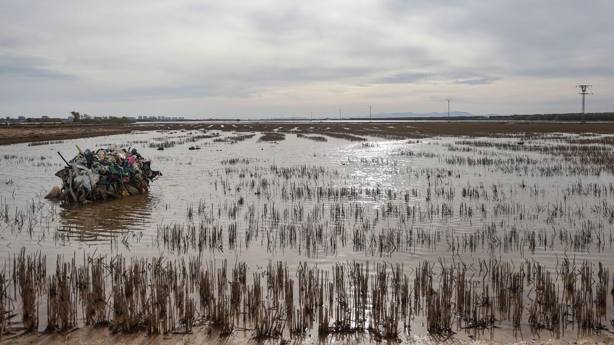 La contaminación microbiológica en l'Albufera de València tras la dana es "muy moderada"
