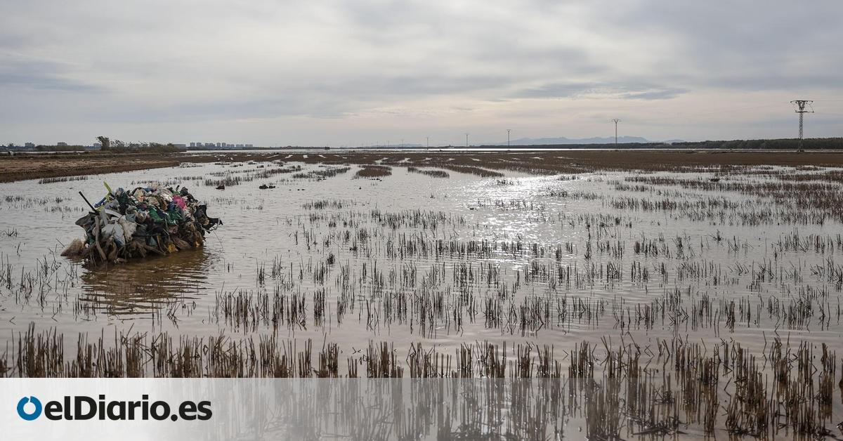 La contaminación microbiológica en l'Albufera de València tras la dana es “muy moderada”