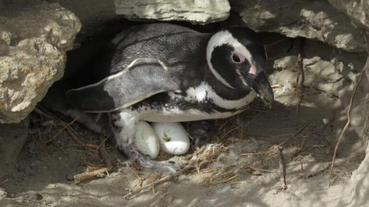 Un pingüino cuidando los huevos en un nido en la reserva Cabo Vírgenes. Foto: cortesía Global Penguin Society