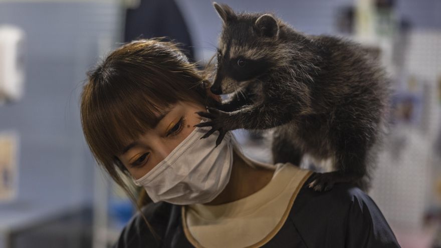 Un cortado y un mapache: los cafés con animales exóticos proliferan en China