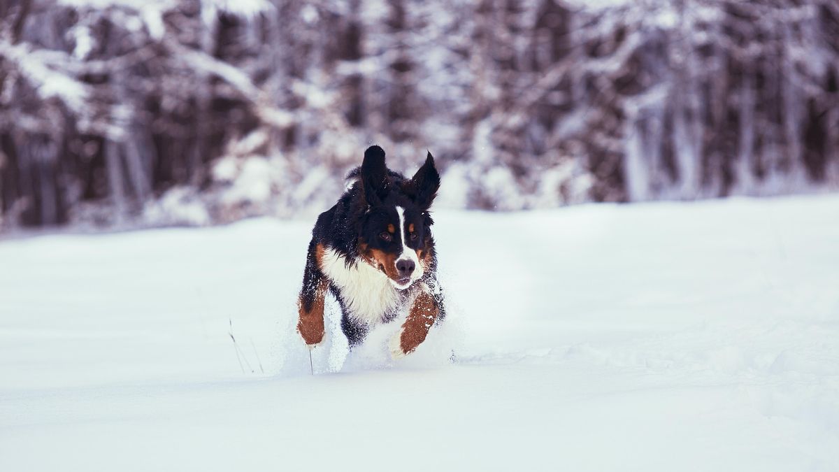 Cómo preparar a tu perro para dar sus primeros paseos por la nieve
