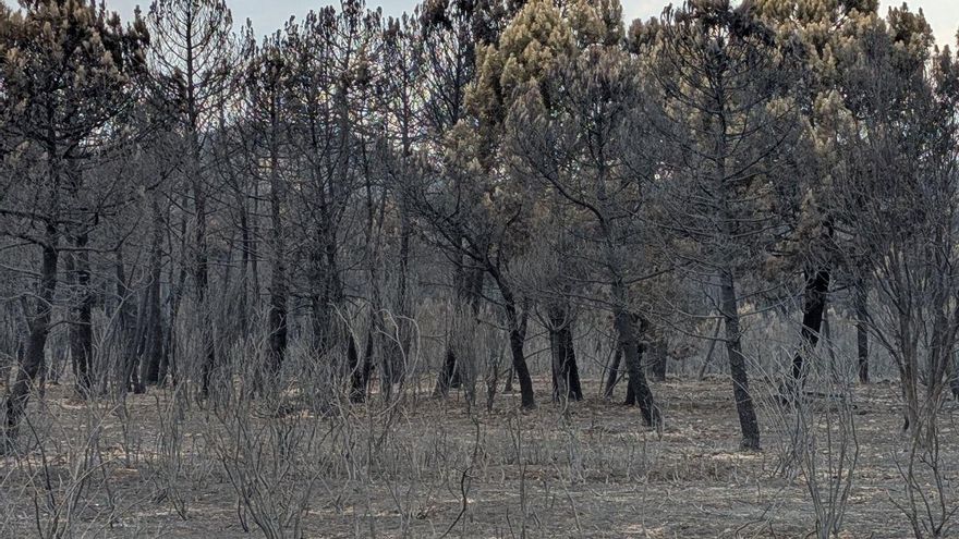 Segundo fallecido por los incendios de León: Jaime, de 37 años, era amigo de la primera víctima mortal