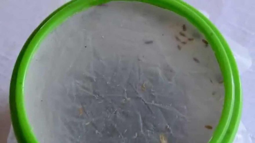 Las moscas de la fruta, una plaga que se llevará el frío