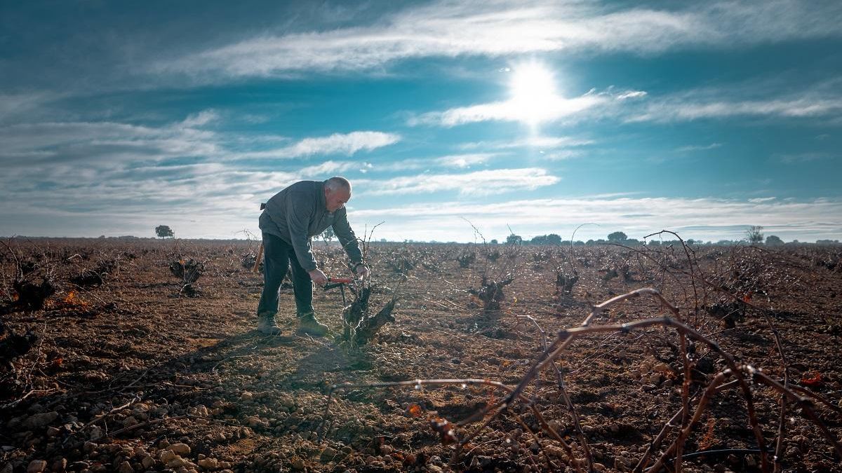 Los viticultores de la DO La Mancha inician las labores de poda de la viña para asegurar la calidad de la nueva añada
