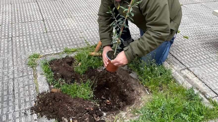 Vecinos de Alagón plantan árboles en los alcorques vacíos y el Ayuntamiento los multa y arranca las plantas