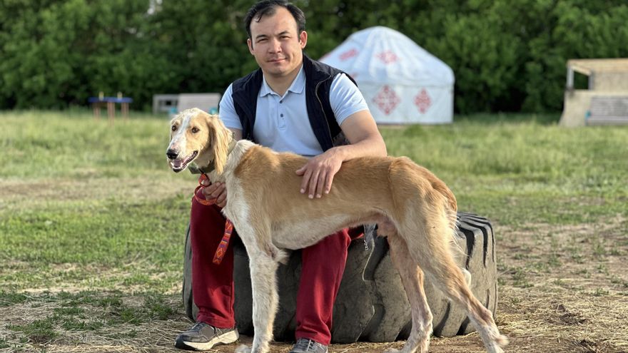 Kazajistán recupera a los tazis, los milenarios galgos adiestrados para cazar lobos