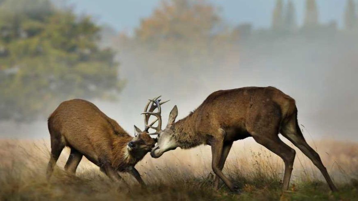 Ciervos peleando durante la temporada de celo.