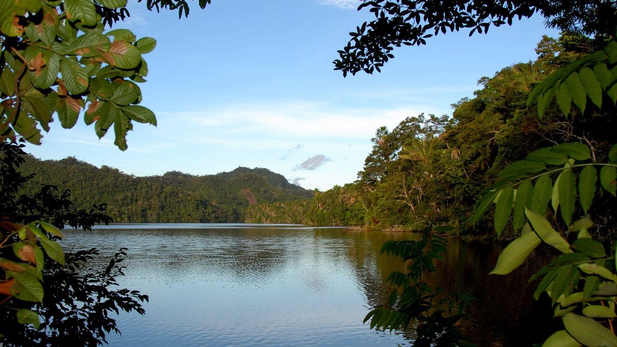 La Amazonia vuelve a sorprender a la ciencia: descubren cuatro nuevas especies de ranas en Perú
