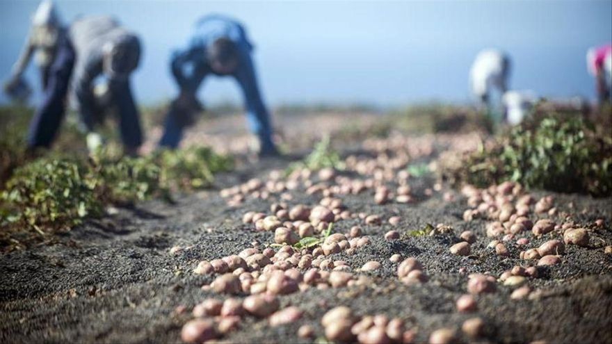 El Estado autoriza el reparto de 18 millones de euros a Canarias para apoyar la producción agrícola