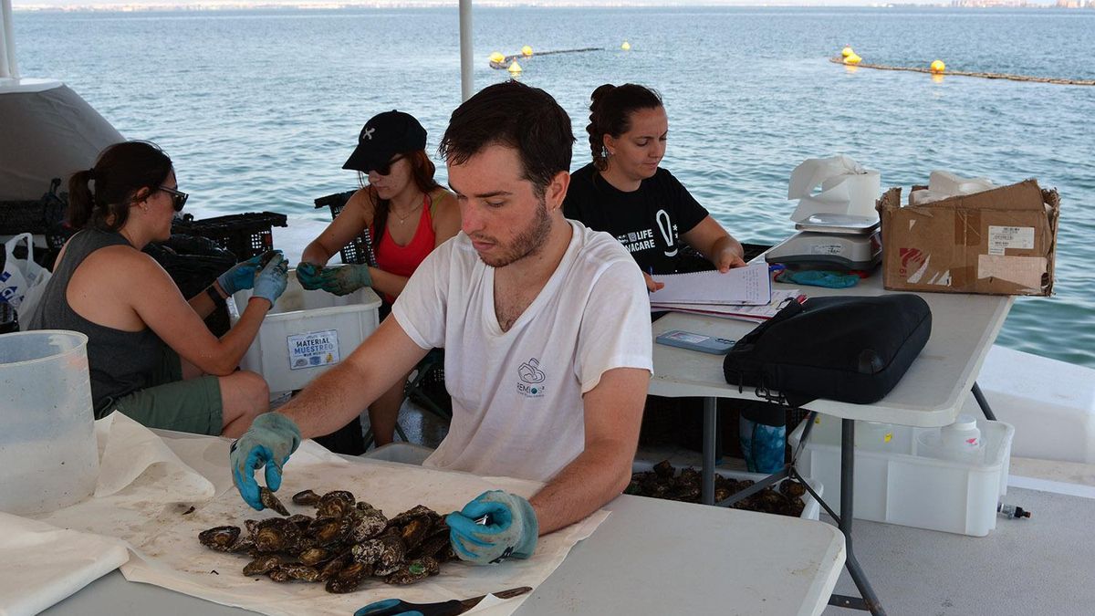 Análisis de los ejemplares de ostra plana en el Mar Menor