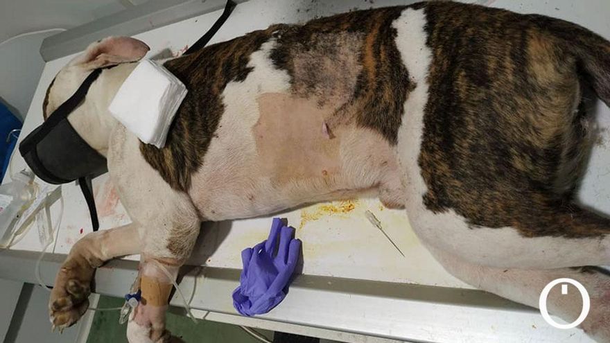 Denuncian el maltrato a un perro arrojado al río y con múltiples heridas y cortes en el cráneo