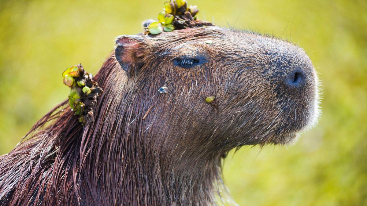 Un carpincho en Corrientes. Tras la reintroducción de yaguaretés en los Esteros del Iberá a partir de 2021, la población de carpinchos se ha reducido en un 80%. Esto está permitiendo que los ecosistemas se recuperen del pastoreo excesivo.