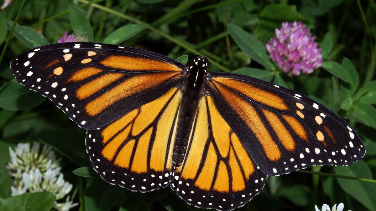 La increíble hazaña de la mariposa monarca: recorre 5.000 kilómetros y tiene un GPS en el cuerpo