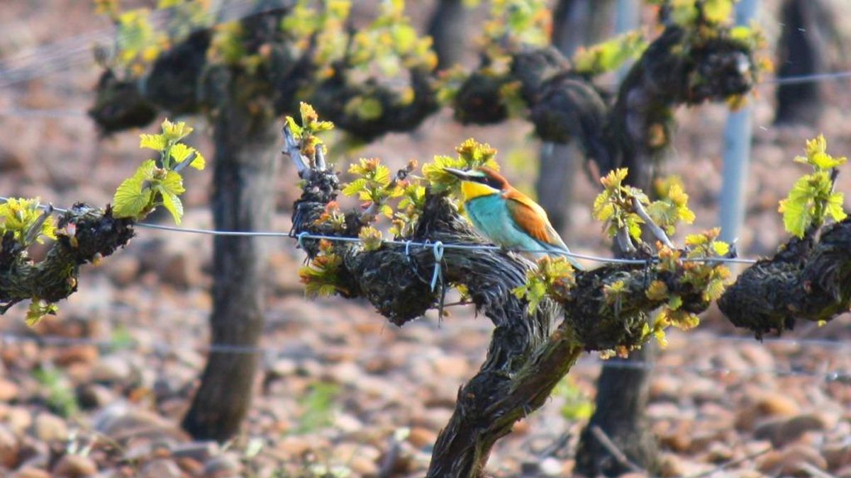Gordoncillo celebra el otoño con vino, cultura y música en una jornada para todos los sentidos