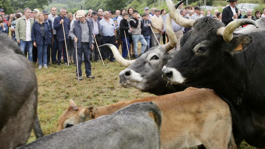 Feria ganadera de Liérganes