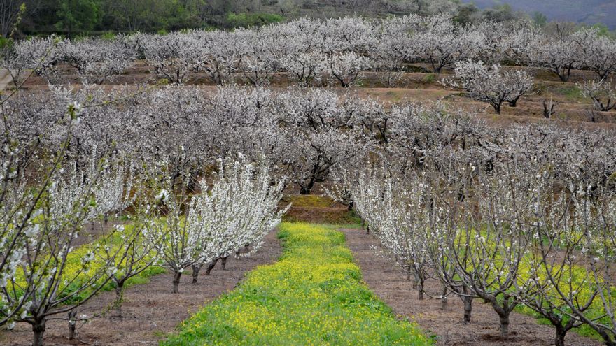 Pasea por el espectáculo que ofrecen los cerezos en flor del Valle del Jerte esta primavera