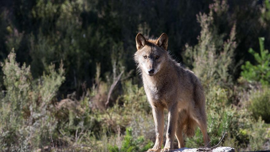 La paradoja del lobo: la población se mantiene estable mientras se multiplican los ataques que le atribuye la Xunta