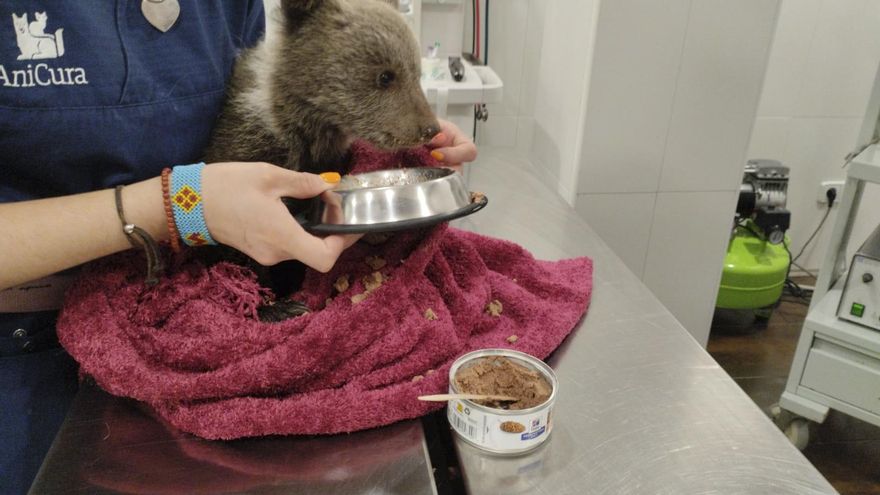 Rescatan a una osezna de tres meses en buen estado de salud en Asturias