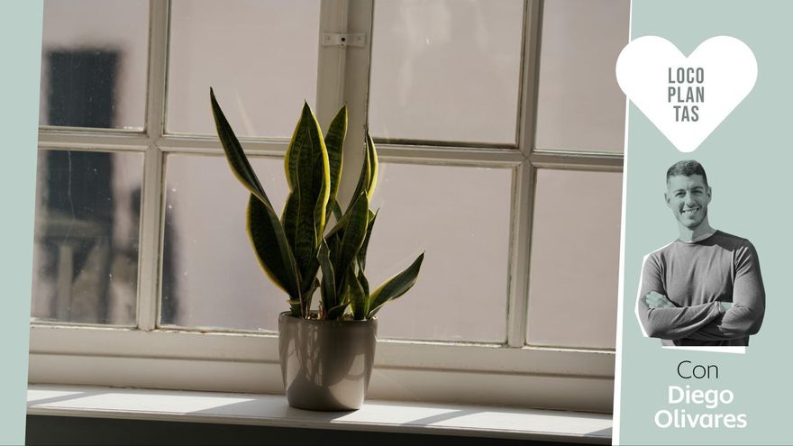 Cinco plantas de interior muy fáciles de mantener perfectas para cuidadores inexpertos