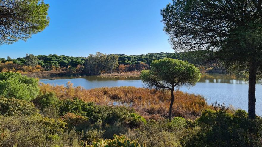 El humedal de Huelva donde las mareas dan vida a uno de los grandes refugios de aves del litoral andaluz