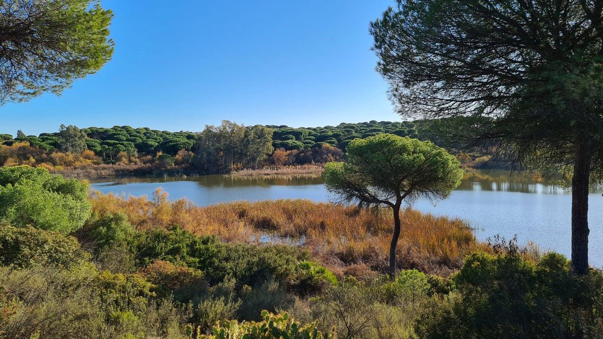 El humedal de Huelva donde las mareas dan vida a uno de los grandes refugios de aves del litoral andaluz