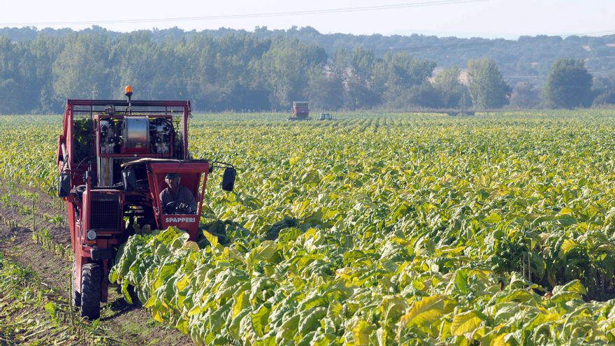Tabaco 2025: más producción y mejores precios en una campaña con retrasos en la siembra