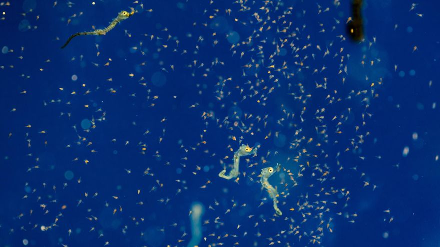 Alevines de caballitos de mar nacidos en el acuario de padres también nacidos en el acuario.