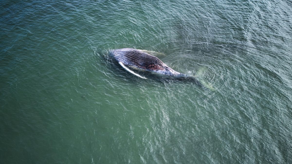 La ballena yaciendo muerta frente a la isla danesa de Anholt