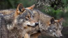 Nuevas ayudas para evitar los daños del lobo ibérico en la provincia de Guadalajara